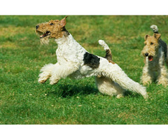 Fox Terrier Wire Puppies for Sale in Mysore - 2