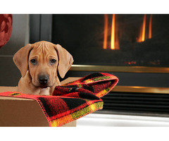 Rhodesian Ridgeback Puppies for Sale in Mysore - 2