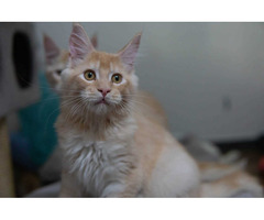 Maine Coon Kitten in Ghaziabad - 2