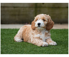 Cockapoo Puppies for Sale in Ghaziabad - 2