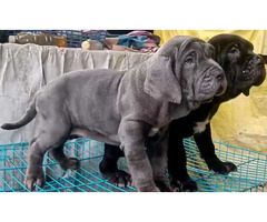 Neapolitan Mastiff Puppies for Sale in Ghaziabad