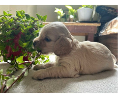 Cocker Spaniel Puppies for Sale in Noida