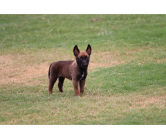 Belgian Malinois Puppies for Sale in Imphal - 2