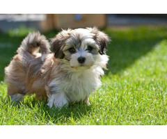 Havanese Puppies for Sale in Imphal - 2