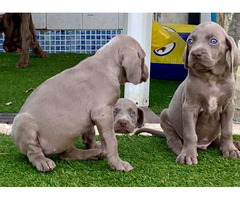 Weimaraner Puppies for Sale in Imphal - 2