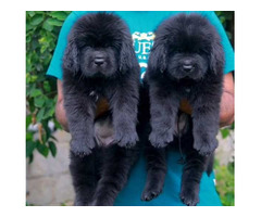 Newfoundland Puppies For Sale In Meerut - 2