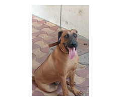 Rhodesian ridgeback Puppies For Sale In Meerut - 2