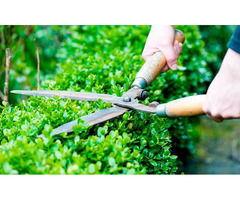Tree Trimming in Houston - Texas Tree Expert - 2