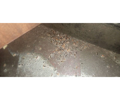 Keep your home pest-free with JCS Pest control