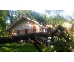 Tree Cutting Plano Tx - LubyTreeService