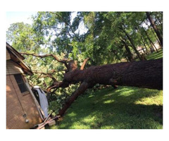 Dallas Tree Removal - LubyTreeService