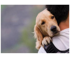 Register Emotional Support Dog