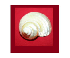 buy original moti shankh, pearl shankh