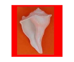 buy dakshinavarti shankh online