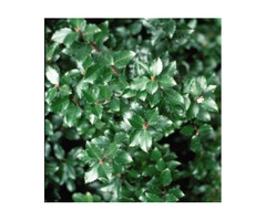 Evergreen Shrubs