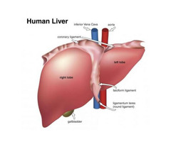Liver Transplant Surgery in India