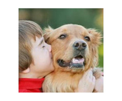Pet Wellness in Houston
