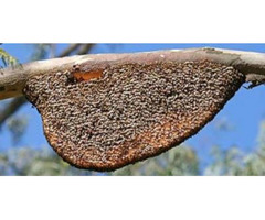 Live Bee Removal Orange County 