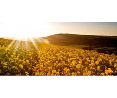 Sun Sync Color Therapy Healing