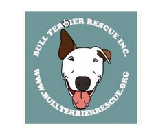 English Bull Terriers