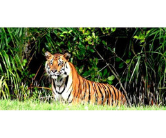 Tour operator for Sundarban