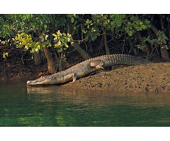 Tour operator for Sundarban - 3