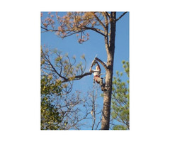 Stump Removal Shawsville VA - Tree Removal Radford VA