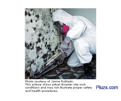 Mold Specialist!