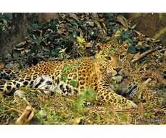 Dooars package tour from Kolkata - 2