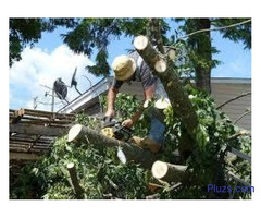Tree service south bend