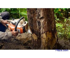 Tree Service Delta Inc.