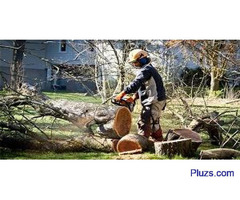 Tree Service Delta Inc. - 2