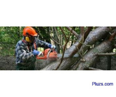 Tree Service Delta Inc. - 3