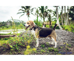Professional Poop Scoopers In USA