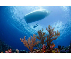 Search For Finest Scuba Diving Vacations Online - 2