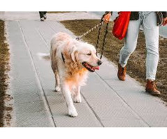 dog walking services,::Three Dog Knight