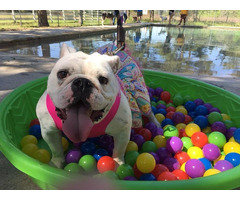 The Woodlands Pet Grooming