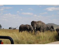 Best time of year to visit Tanzania