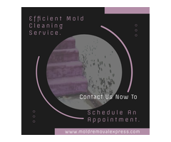 Denver Mold Cleaning Service