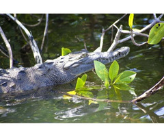 Enjoy Most Exciting Negril Excursion with Uton Tours - 2