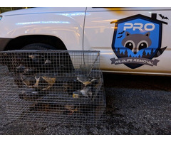 Pro Wildlife Removal - 2
