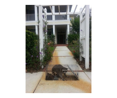 Pro Wildlife Removal - 4