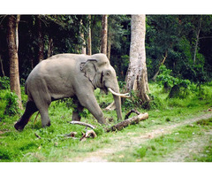 Tour Operator for Dooars