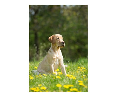 Kansas City Poop Scoop Service