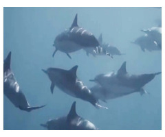 best places to see dolphins bali