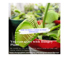 Carnivorous Plants | Hungry Plant